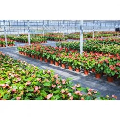 Outlet ๐ VT3(v2) 4 ft. 350-Watt Equivalent Integrated LED Light Grey Vaportite High Output Strip Light Fixture, 5000K by NICOR ๐งจ 17 Outlet ๐ VT3(v2) 4 ft. 350-Watt Equivalent Integrated LED Light Grey Vaportite High Output Strip Light Fixture, 5000K by NICOR ๐งจ -NICOR Sales Store light grey nicor strip light fixtures vt3204hunv50 c3 1000